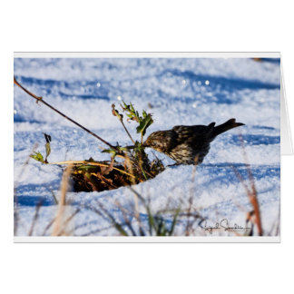 El invierno es una dificultad para los pájaros