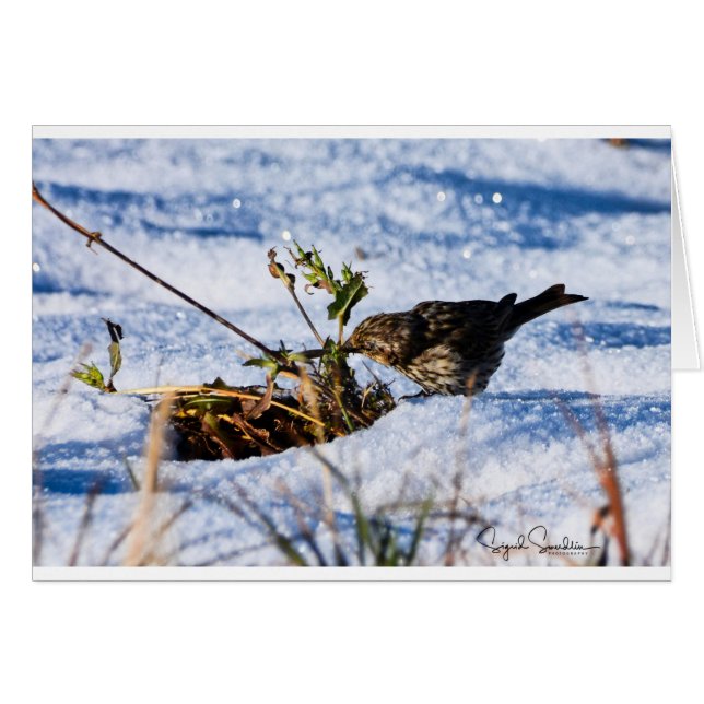El invierno es una dificultad para los pájaros (Anverso (Horizontal))