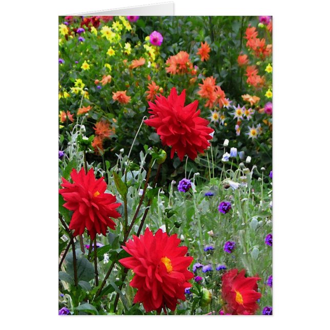 El jardín de la dalia florece la tarjeta de (Frente)