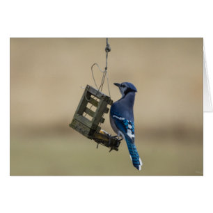 El Jay azul giratorio