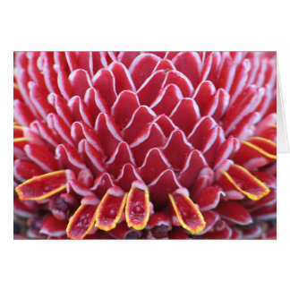 El jengibre de la antorcha de los reyes