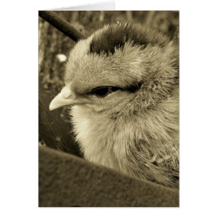 El juego de las chicas en el jardín