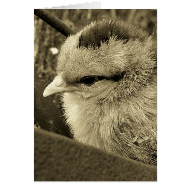 El juego de las chicas en el jardín (Frente)