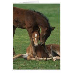 El jugar de los potros de Morgan