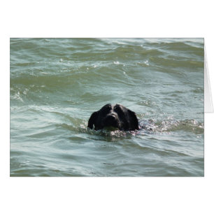 El labrador en el baño