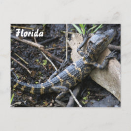 El lagarto en la postal de Florida