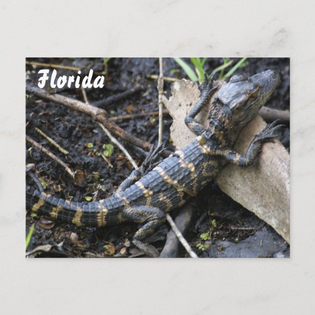 El lagarto en la postal de Florida (Anverso)