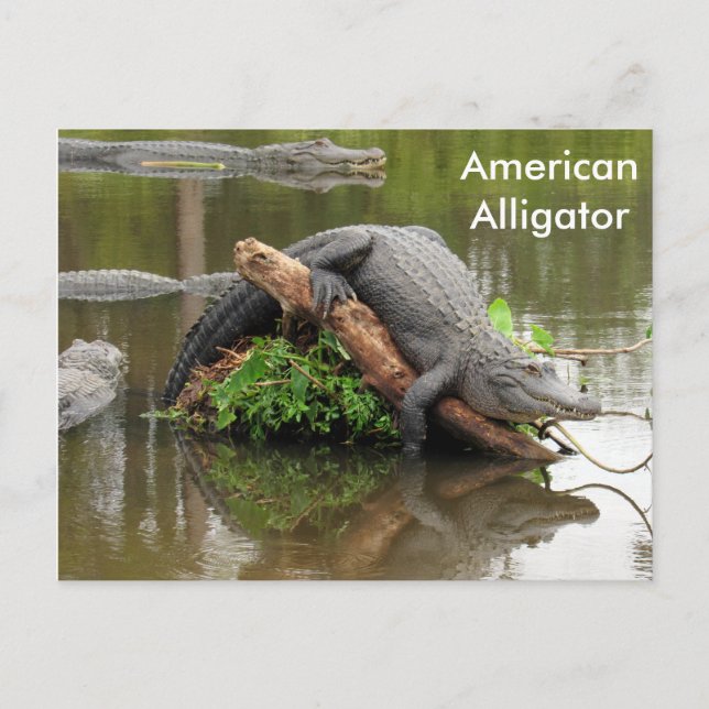 El lagarto estadounidense - Aprender la postal (Anverso)