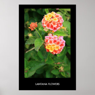 El Lantana florece el poster, impresión