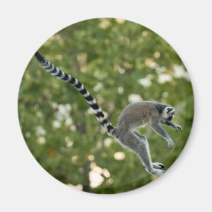 El Lemur salta el imán