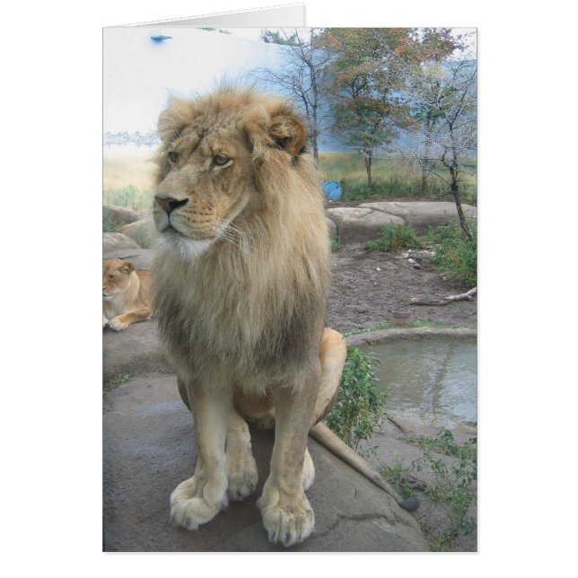 El león busca el almuerzo (Frente)