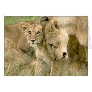 El león Cub Nuzzling con él es madre