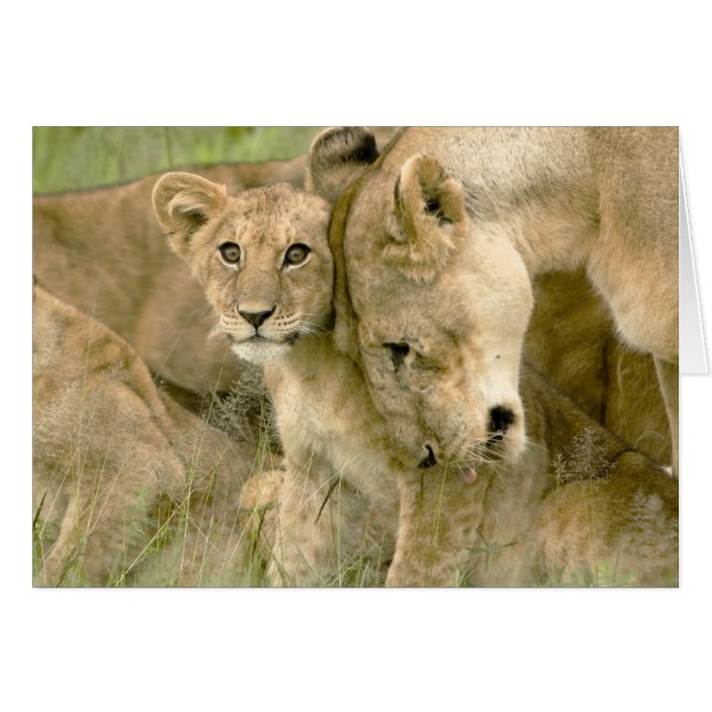 El león Cub Nuzzling con él es madre (Anverso (Horizontal))