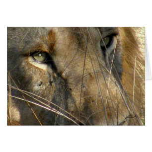 (el león de los clubs de leones) observa (Phinda,