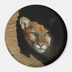 El león de montaña se esconde en el imán Log 3"