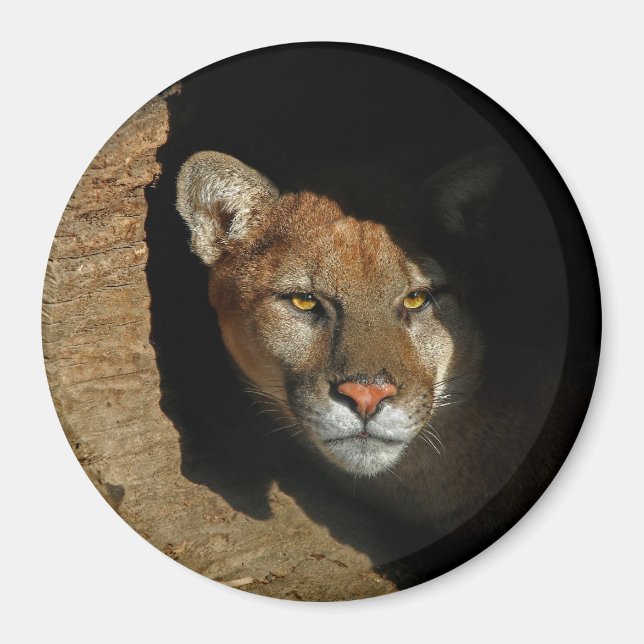 El león de montaña se esconde en el imán Log 3" (Frente)