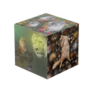 El León Y El Gato, Más Los Amigos, Cubo Fotográfic