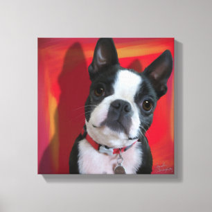 El lienzo estirado Boston Terrier 12x12