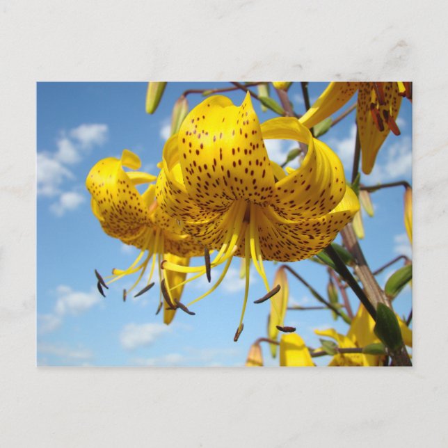 El lirio tigrado amarillo de las postales del (Anverso)