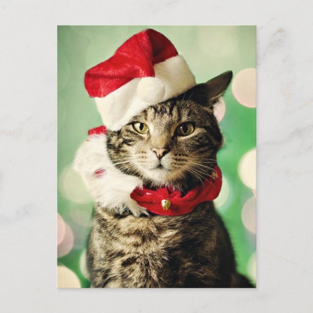 El llevar del gato de Tabby navidad gorra y cuello (Anverso)