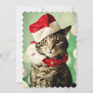 El llevar del gato de Tabby navidad gorra y cuello