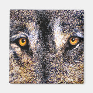 El lobo observa el imán