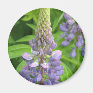 El Lupine púrpura florece el imán