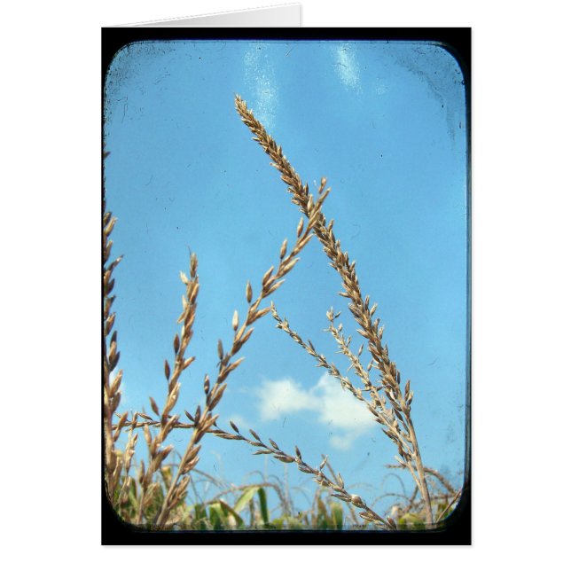 El maíz al cielo (Frente)