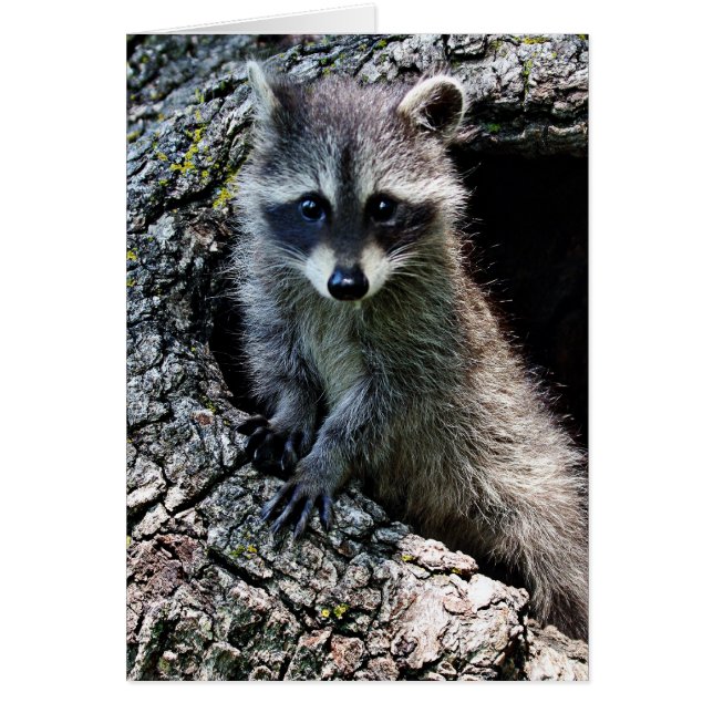 El mapache en el Den (Frente)