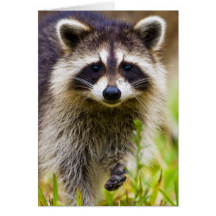 El mapache, Procyon lotor