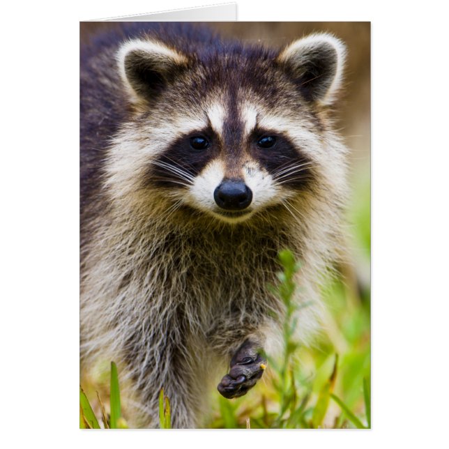 El mapache, Procyon lotor (Frente)