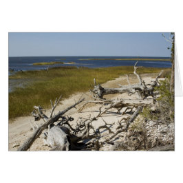 El marisco en la tarjeta Beach Blank