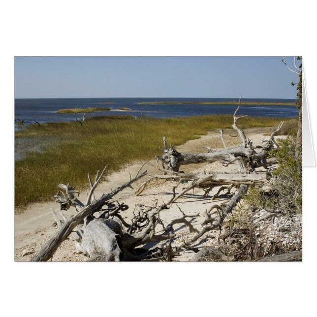 El marisco en la tarjeta Beach Blank (Anverso (Horizontal))