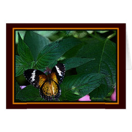 El mascado de leopardo (Cethosia cyane): mariposa