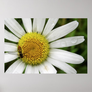 Él me ama, me ama, no la buena impresión de arte