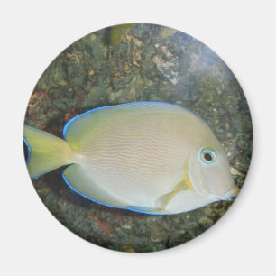 El misterioso imán de los peces