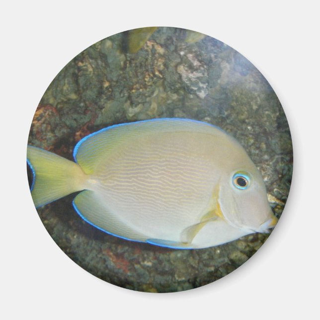 El misterioso imán de los peces (Frente)