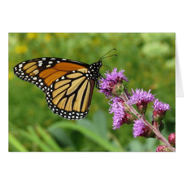 El monarca alimentándose de Liatris (Anverso (Horizontal))