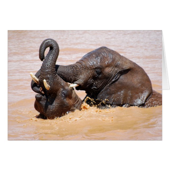 El mundo del agua de los elefantes (Anverso (Horizontal))