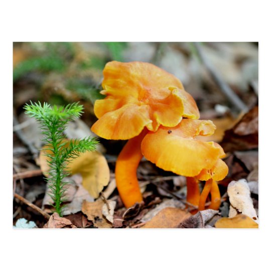 El naranja salvaje prolifera rápidamente postal de