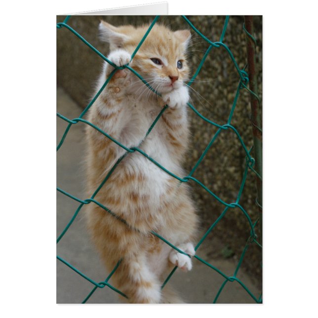 El Naranja Tabby Baby (Frente)