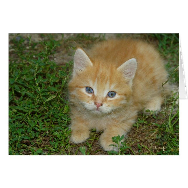 El Naranja Tabby Kitten (Anverso (Horizontal))