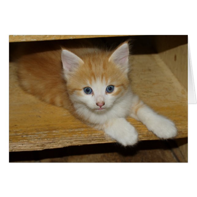 El Naranja Tabby Kitten (Anverso (Horizontal))