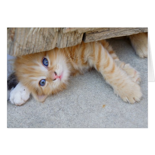 El Naranja Tabby Kitten (Anverso (Horizontal))