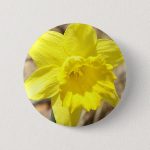 El narciso amarillo florece alrededor del botón