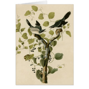 El necio Shrike de Audubon