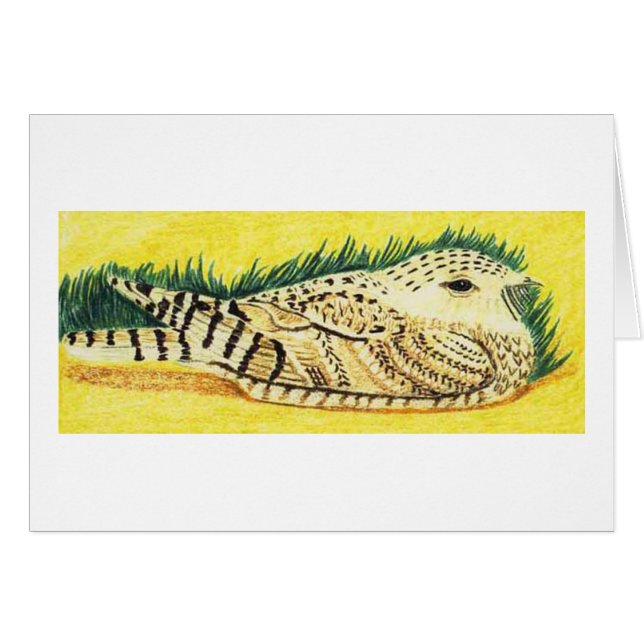 El Nightjar de Sykes (Anverso (Horizontal))