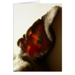 El oído del blanco de la baya