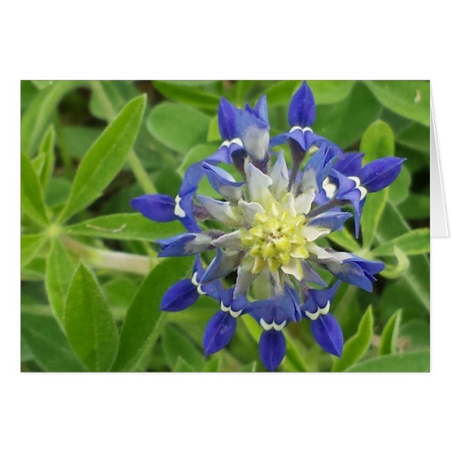 El ojo de Texas (Anverso (Horizontal))