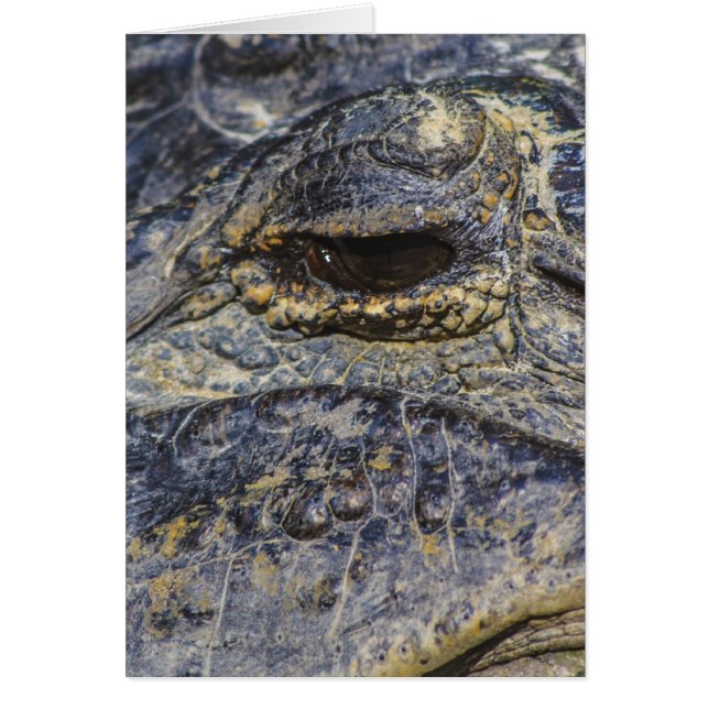 El ojo de un gator (Frente)